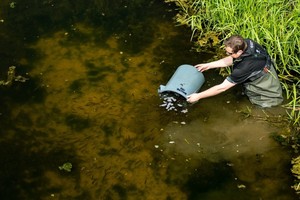 An Environment Agency fisheries officer restocks small fish into the River Witham