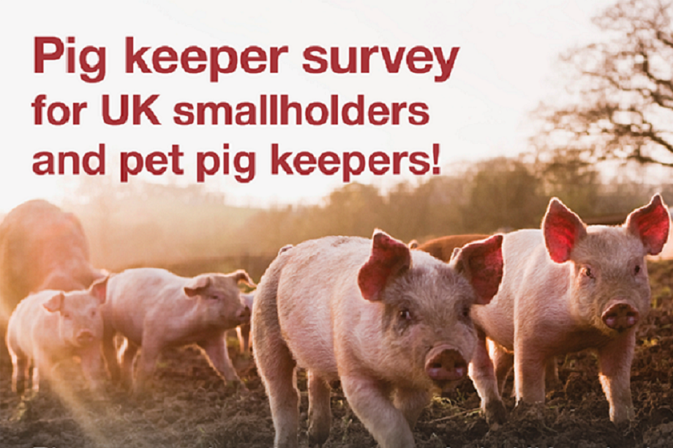 Small scale pig keepers invited to take African swine fever survey
