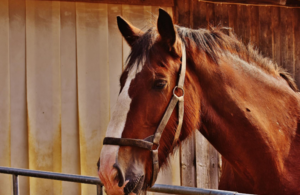 A brown horse is in a stable with a head harness on for riding.