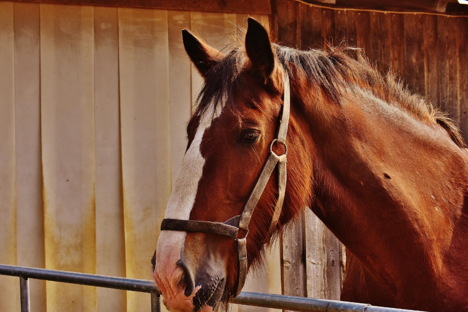 Equine owners urged to microchip horses ahead of 1st October deadline