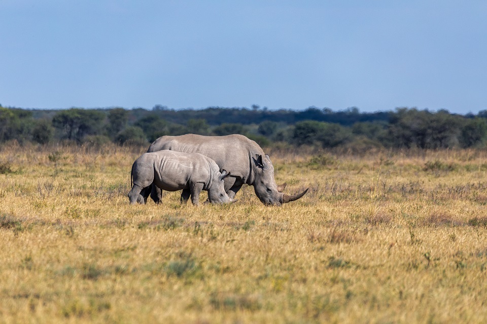 Wildlife crime and conservation expert John Scanlon appointed chair of UK government’s Illegal Wildlife Trade Challenge Fund