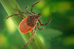 Tick on a leaf