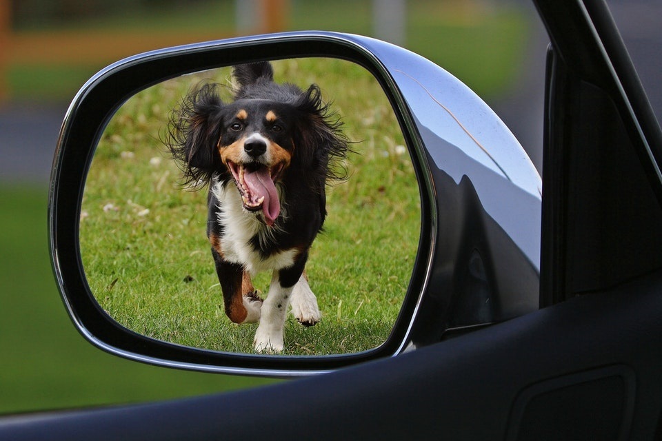 Pet owners reminded to seek advice on travel plans ahead of 1 January 2021
