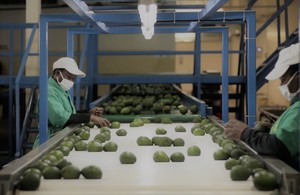 Picture: Workers at an avocado producer in Kenya