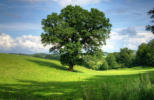 A large tree in a green field.