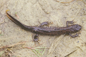 A picture of a great crested newt crawling across sandy, muddy earth.