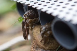 A white-clawed crayfish crawling out of a tube