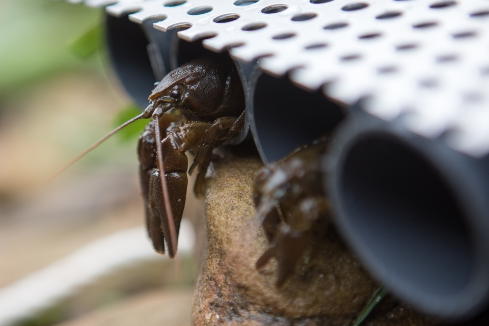 Crayfish Plague confirmed on the River Leven at Crathorne
