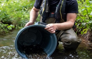 Fisheries officer releasing the fish into the River Thet