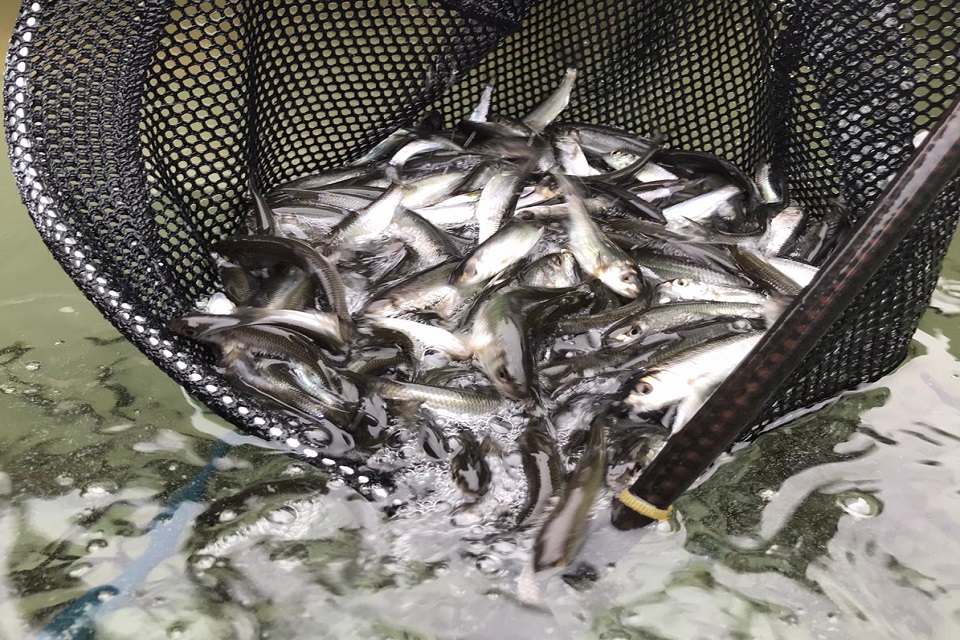 The fish in a net being lowered into the water.