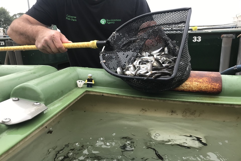 Bumper weight of fish produced at Environment Agency’s National Fish Farm