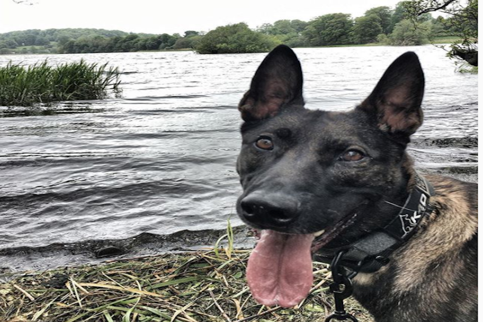 UK military dog to receive PDSA Dickin Medal after tackling Al Qaeda insurgents