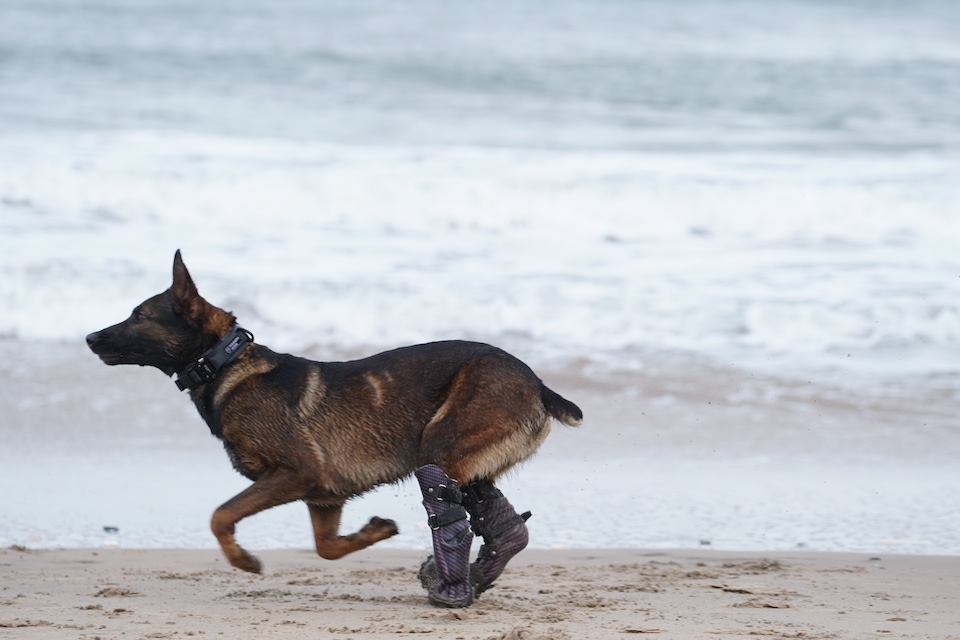 Kuno underwent extensive rehabilitation under the watchful eye of Army vets and is fitted with prosthetics that allow his to run and play 