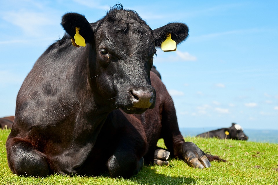 £500,000 funding for innovative research to diagnose TB in cattle faster