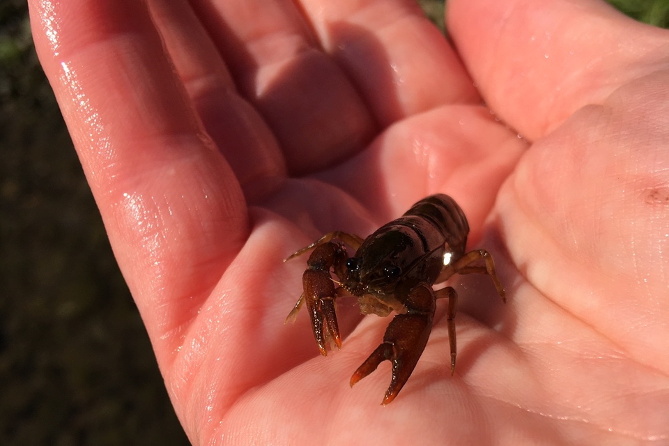 Crayfish rescued in Kendal ahead of planned gravel removal