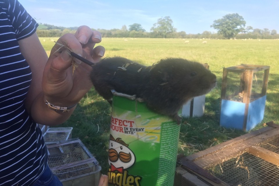 Funding boost leads to water voles arriving on the Rea Brook