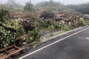 Cut-down trees and other pieces of garden waste thrown along road side