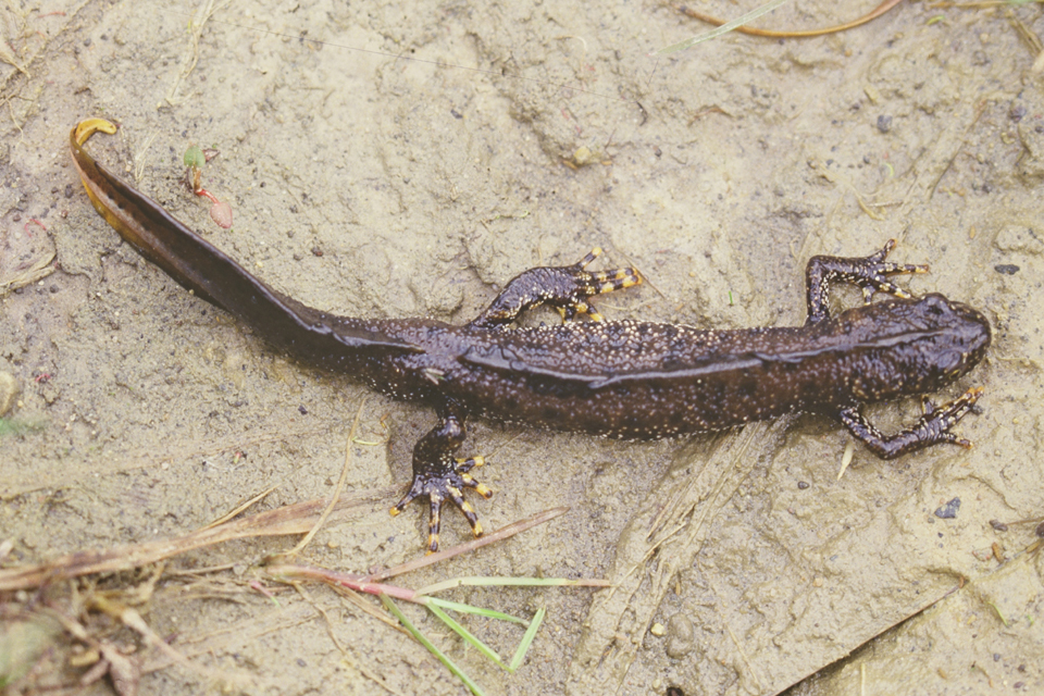 Newt conservation and sustainable development in Norfolk and Suffolk