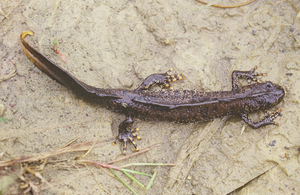 Great crested newt
