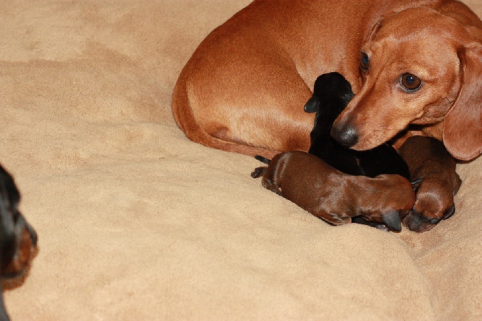 Government backs Animal Welfare (Sentencing) Bill as it takes crucial step forward