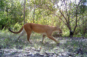 A big cat walks through the jungle as sunlight breaks through the trees around it.