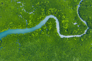 aerial view of river in rainforest