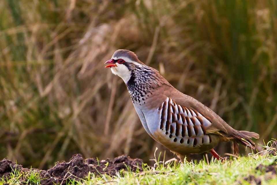 Defra concludes its review into releasing gamebirds on and around protected sites