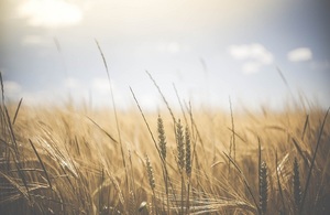 Field of grass and wheat with a blue sky