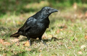 Carrion crow