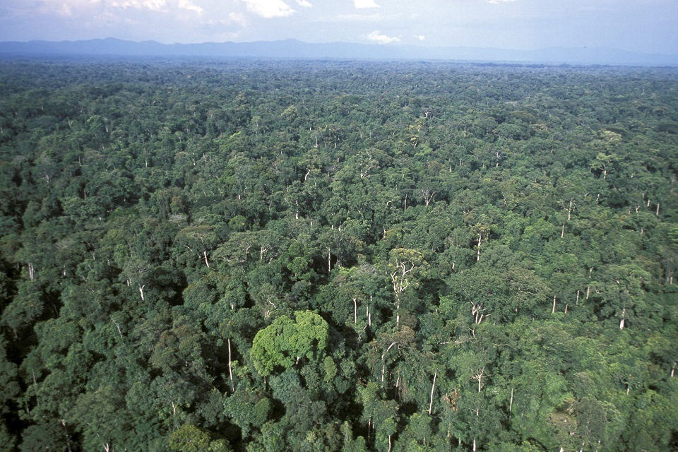 Government sets out world leading new measures to protect rainforests