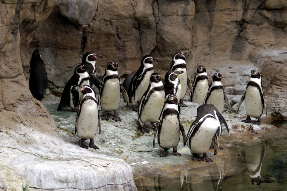 Coronavirus: £100m Zoo Animals Fund application deadline extended