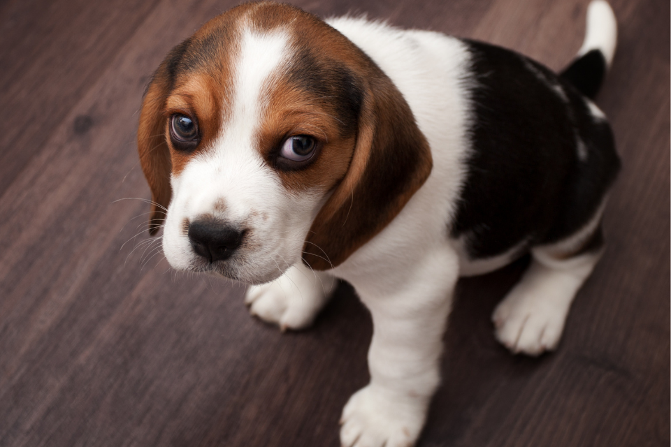 Puppy lovers should paws for thought to avoid being ‘Petfished’ this Christmas, warns Chief Veterinary Officer