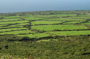 Farm fields with livestock