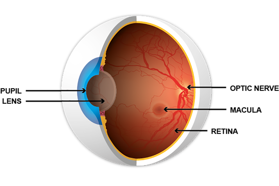 एक स्वस्थ आँख का क्रॉस-सेक्शन जिसमें पुतलियाँ, लेंस, ऑप्टिक नर्व, मैक्युला और रेटिना दिखाई दे रहा है