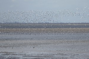 A view out to sea at low tide, showing flocks of birds.