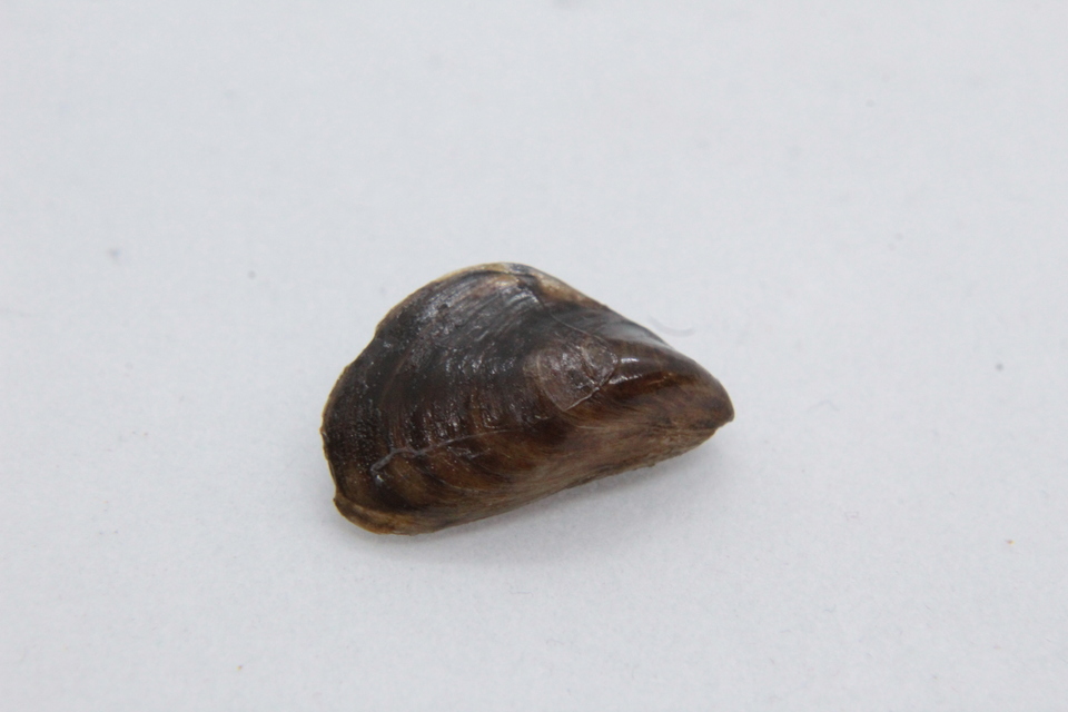 Quagga mussels found in the River Trent and Rutland Water