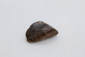 A single quagga mussel