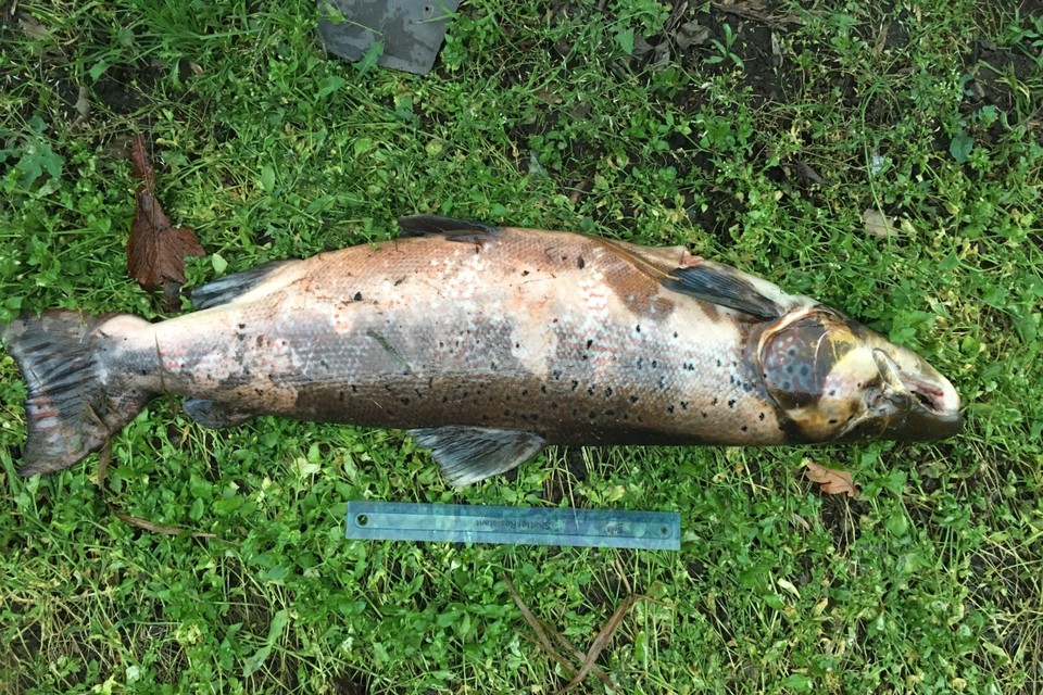 SUSPECTED POACHERS DETAINED AFTER RURAL CRIME OPERATION IN COUNTY DURHAM