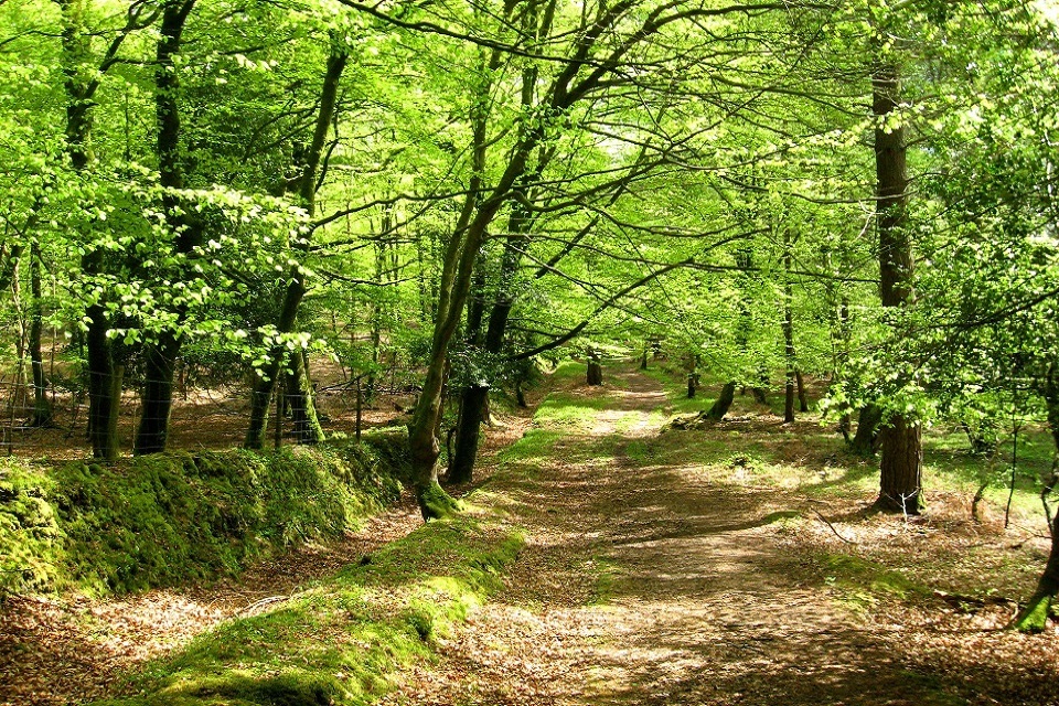 Consultation into Basic Payment Scheme allocations in the New Forest launched