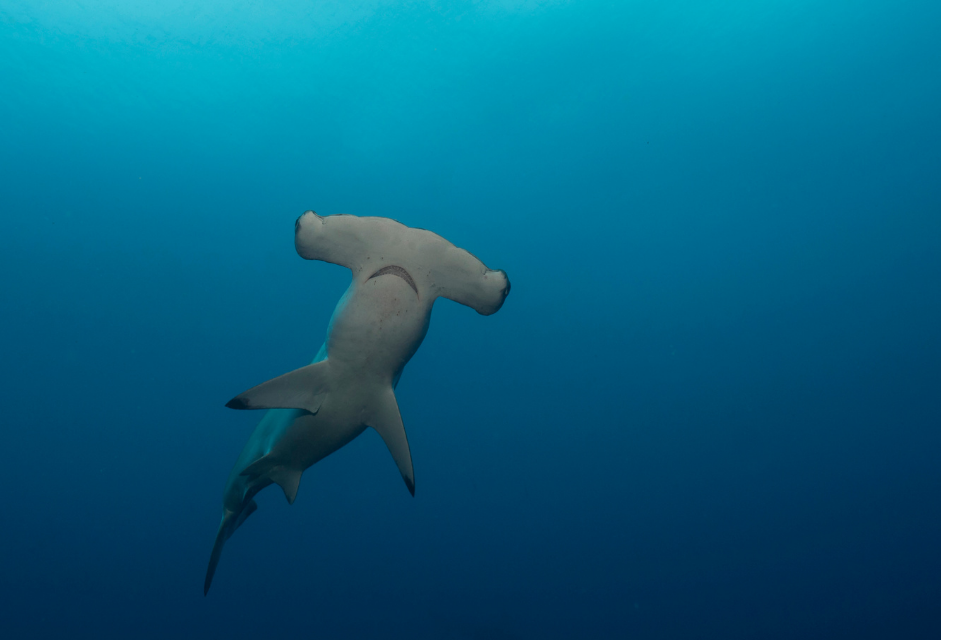 Shark fins: Call for evidence on protecting endangered shark species launches
