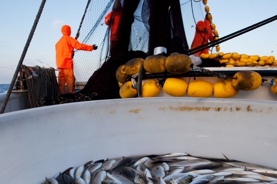 Fish exporters prepare now for 1 January