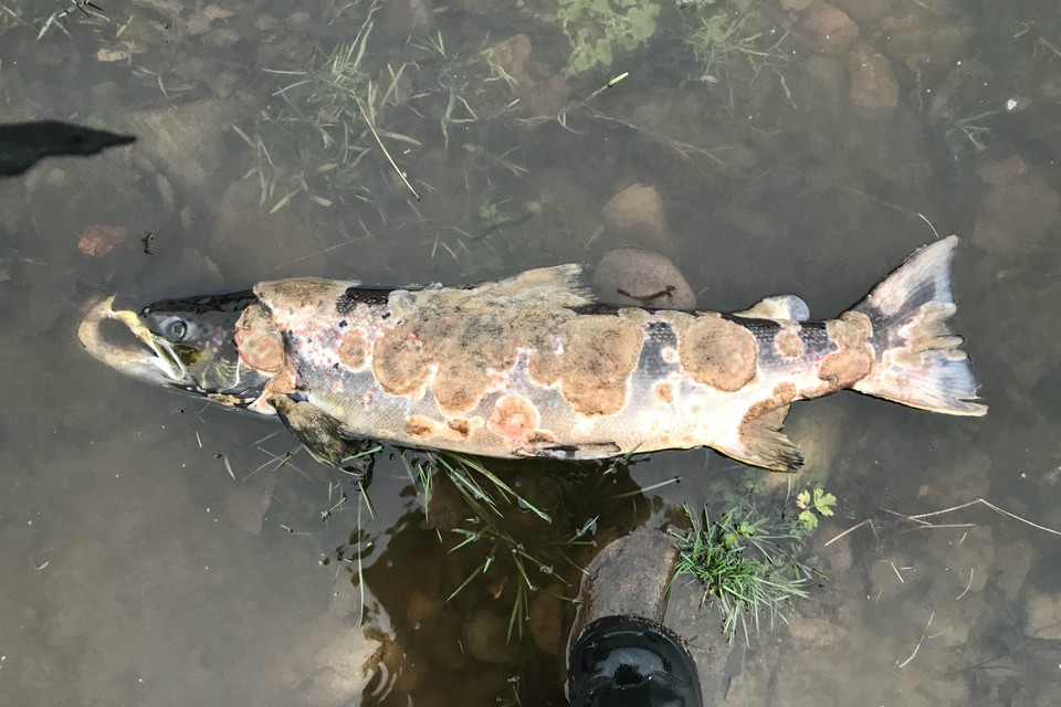 Environment Agency allays dead fish fears in River Coquet
