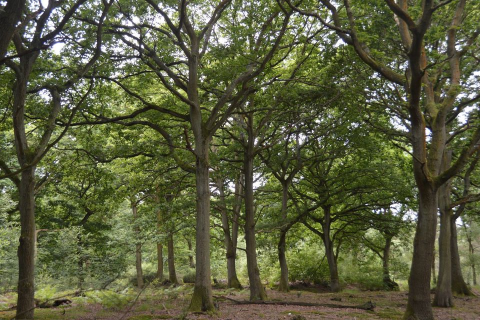King's Wood and Rushmere National Nature Reserve gains 43 hectares