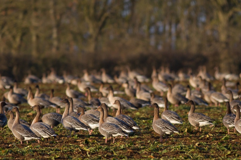Landmark extension for one of Britain’s most important sites for water birds