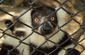 Lemur behind wire cage