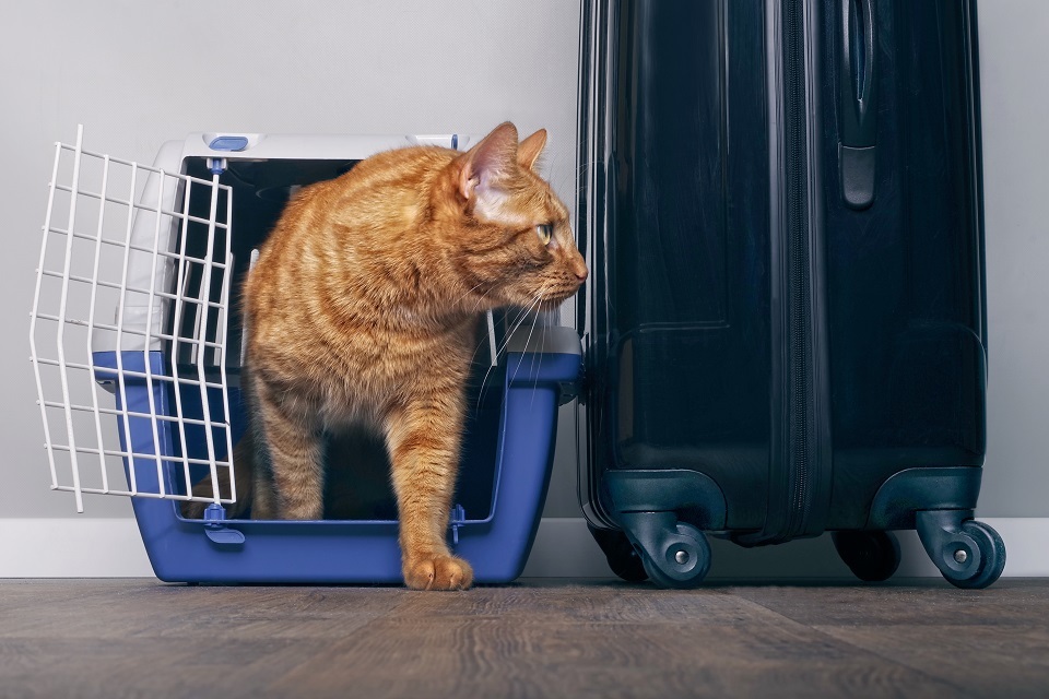 New rules for pet travel from 1 January 2021