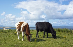 Cows grazing in a field