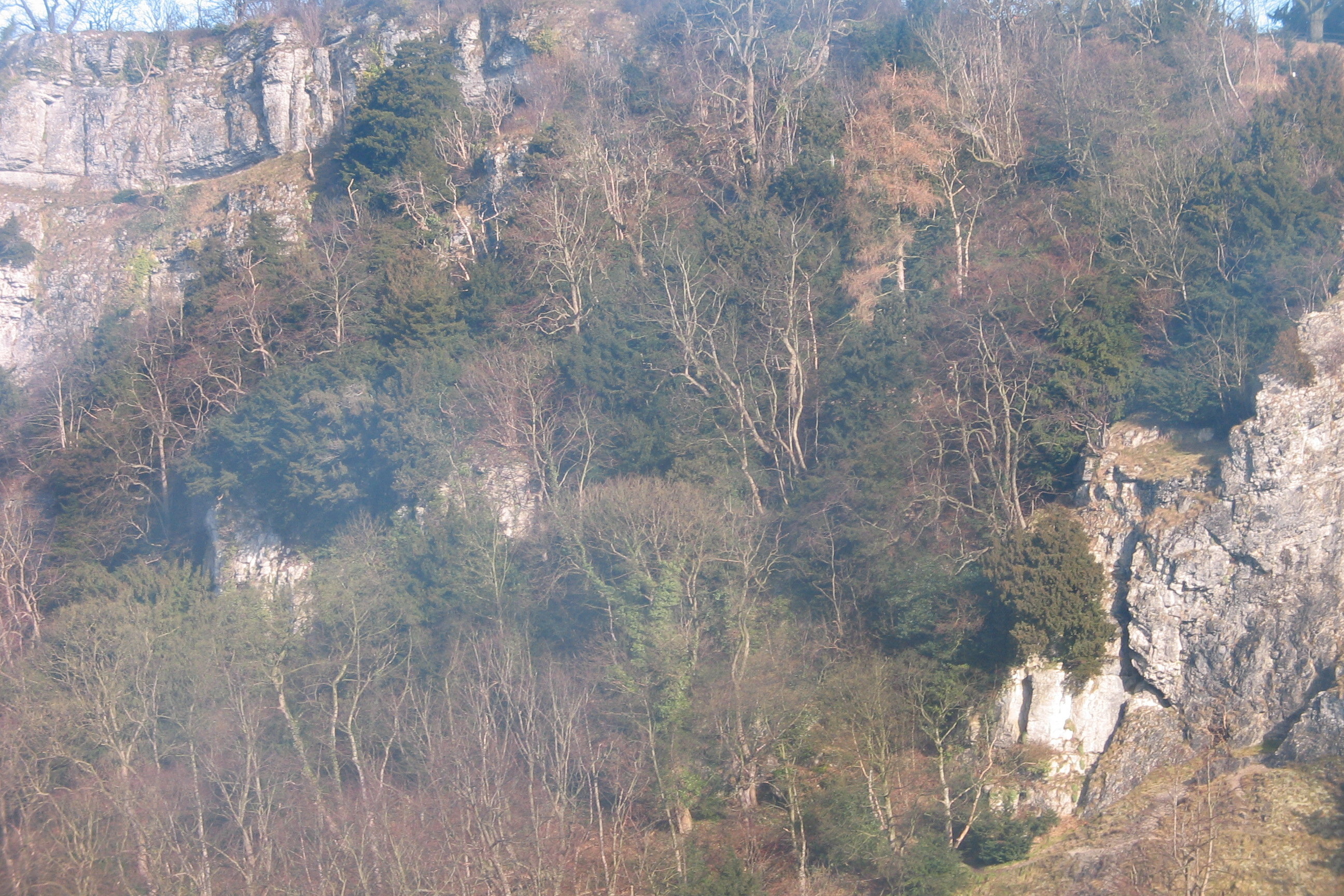 Woodland growing on rock face in Lathkill Dale in the Peak District
