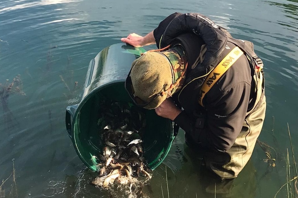 Somerset rivers stocked with fish in run up to Christmas