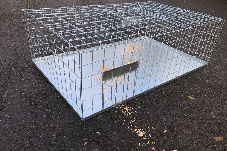 Pigeon trap